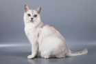 Burmilla, foto: Shutterstock