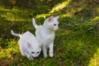 Burmilla, foto: Shutterstock