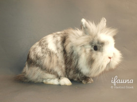 Zakrslý lvíček (ZLv)