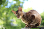 Cornish Rex, foto: Shutterstock