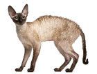 Cornish Rex, foto: Shutterstock