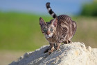 Cornish Rex, foto: Shutterstock