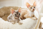 Cornish Rex, foto: Shutterstock