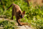 Cornish Rex, foto: Shutterstock