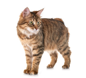 Kurilský bobtail krátkosrstý