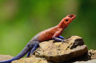 Agama osadní, foto: Shutterstock