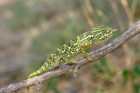 Chameleon obecný