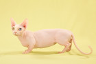Bezsrstý munchkin vzbuzuje značné kontroverze. Foto: Shutterstock