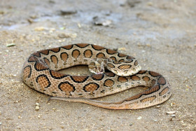 Zmije řetízková