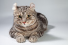 Americký curl krátkosrstý, foto: Shutterstock