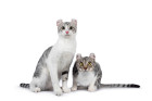 Americký curl krátkosrstý, foto: Shutterstock