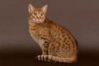 Ocicat, foto. Shutterstock