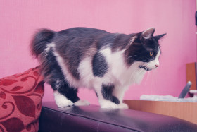 Kurilský bobtail dlouhosrstý