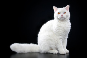 Selkirk Rex krátkosrstý