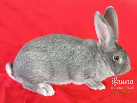 Činčila velká modrá (Čvm)