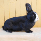 Liptovský lysko černý (foto Tadeáš Mikurda)