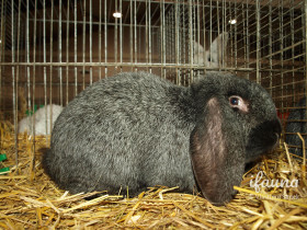 Míšeňský beran (MB)