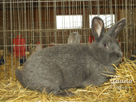 Německý velký stříbřitý (Nvs)