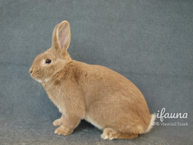 Slovenský pastelový (Spa)