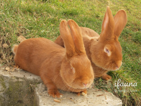 Turnézský zlatý (Tz)