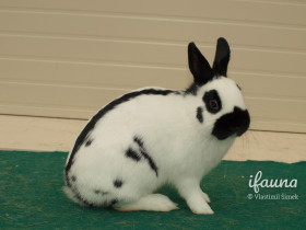 Zakrslý strakáč (Zstr)