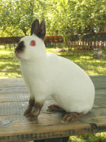 Zakrslý zaječí (ZZa)