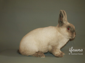 Siamský velký (Siv)