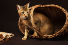 Chausie, foto: Shutterstock