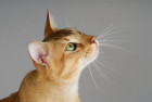 Chausie, foto: Shutterstock
