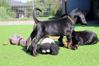Black and tan coonhound - štěňata, foto: Pavla Květoňová, CHS Černé eso