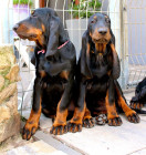Black and tan coonhound, foto: Pavla Květoňová, CHS Černé eso