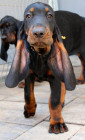 Black and tan coonhound - štěně, foto: Pavla Květoňová, CHS Černé eso