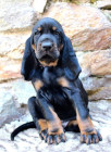 Black and tan coonhound - štěně, foto: Pavla Květoňová, CHS Černé eso