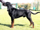 Black and tan coonhound, foto: Pavla Květoňová, CHS Černé eso