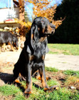 Black and tan coonhound, foto: Pavla Květoňová, CHS Černé eso
