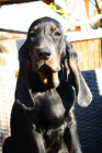 Black and tan coonhound, foto: Pavla Květoňová, CHS Černé eso