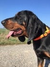Black and tan coonhound, foto: Pavla Květoňová, CHS Černé eso