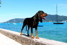 Black and tan coonhound
