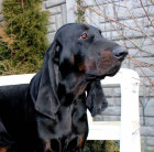 Black and tan coonhound, foto: Pavla Květoňová, CHS Černé eso