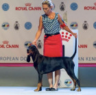 Black and tan coonhound, foto: Pavla Květoňová, CHS Černé eso