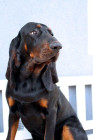 Black and tan coonhound, foto: Pavla Květoňová, CHS Černé esoBlack and tan coonhound, foto: Pavla Květoňová, CHS Černé eso