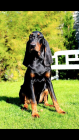 Black and tan coonhound, foto: Pavla Květoňová, CHS Černé eso
