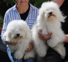 Odis - foto: Kateřina Kindlová, CHS Loving Gaze