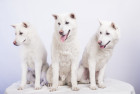 Kishu inu, foto: Shutterstock