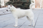 Kishu inu