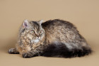 Selkirk Rex dlouhosrstý