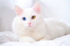 Heterochromie, tedy nestejné zbarvení očních duhovek, se u Angor objevuje poměrně často. Foto: Shutterstock