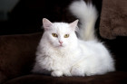 Turecká angora