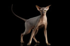 Peterbald, foto: Shutterstock