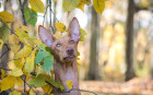 Faraonský chrt (Faraonský pes), foto: Shutterstock